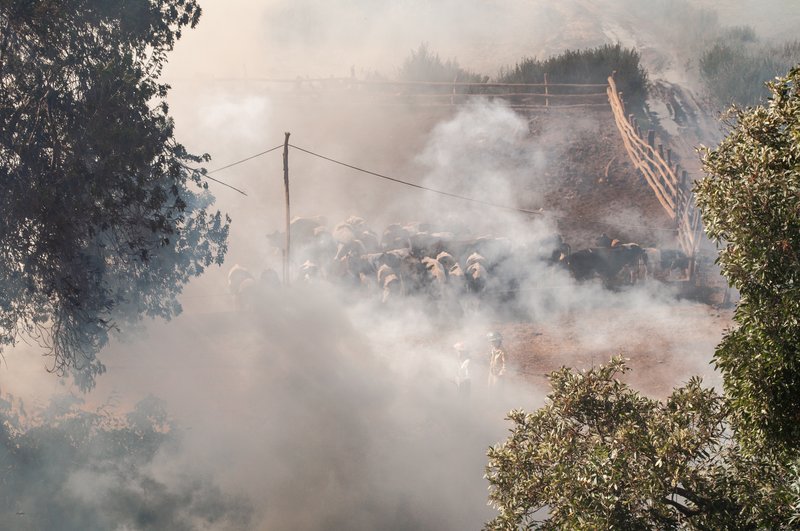 Cattle surrounded by thick smoke during a wildfire, with two people in protective gear standing nearby. 